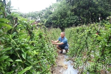 Đảng bộ xã Đạo Trù phát huy vai trò lãnh đạo toàn diện trong phát triển kinh tế