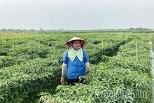 Vĩnh An tập trung nguồn lực xây dựng nông thôn mới nâng cao