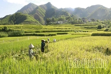 Minh Đài tiếp nối mùa vàng trù phú