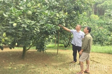 Phát triển kinh tế tập thể ở Tây Cốc