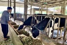 Phú Thọ có đàn bò sữa lớn nhất khu vực Trung du và miền núi phía Bắc