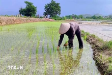 Phú Thọ thử nghiệm thành công giống lúa mới cho năng suất vượt trội