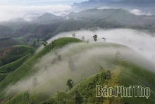 Long Coc Develops Tea Products in Association with Green Tourism
