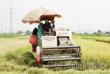 Vụ Xuân đạt kết quả cao