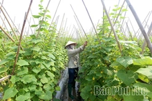 Dưa chuột An Hòa vững bước vươn xa