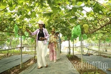 OCOP Products and Tourism: A Partnership Driving Rural Development in Phu Tho