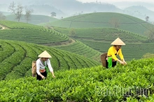 Giữ màu xanh đồi chè Long Cốc