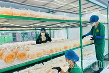 Gắn nông nghiệp tuần hoàn với du lịch trải nghiệm