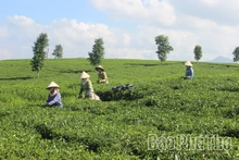 Miền xanh trù phú
