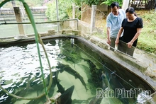 Khởi sắc kinh tế từ mô hình nuôi cá tầm