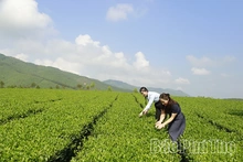 Đồng Lương khơi mở tài nguyên xanh