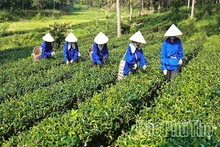 Chuyển đổi xanh - “Tấm vé thông hành” ra thị trường thế giới
