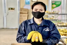 Phú Thọ có 2.800ha chuối sản xuất theo tiêu chuẩn an toàn