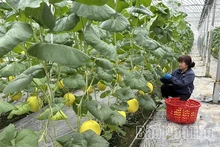 Từ hợp nhất đến thống nhất - sự hưởng lợi của nền kinh tế - Kỳ 2: Thị trường mới đang dần hiện hữu