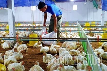 Phát triển chăn nuôi theo hình thức trang trại