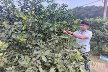 Phát huy lợi thế, nâng cao thu nhập