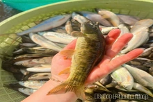 Split-Mouth Fish — A Unique Delicacy in Highland Cuisine