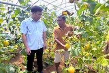 Phát triển kinh tế tập thể ở Đà Bắc