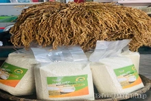 Giữ hương nếp Khoái Đen