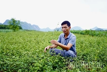 Phú Thọ định hướng phát triển 8.000 ha cây dược liệu