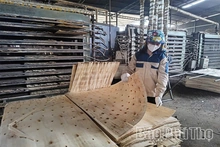Phát triển rừng, hướng tới tăng trưởng xanh