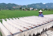 Từ hạt gạo quê đến sản phẩm OCOP