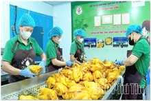 Expanding Markets for Minh Dai OCOP Products