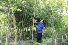Thủ lĩnh hạ sơn