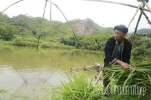 Thủ lĩnh hạ sơn - Kỳ 2: Những phú nông trên đất khó