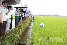 Trình diễn sản xuất giống lúa thuần LP5 vụ mùa 2026