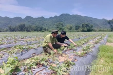 Đánh thức giá trị cây dược liệu