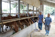 Tỷ phú nông dân giữa lòng phố thị