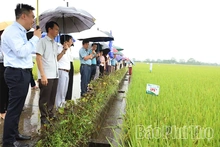 Trình diễn sản xuất giống lúa thuần LP5 vụ mùa 2026