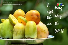 Vị ngọt tiến vua trong nắng thu đất Tổ