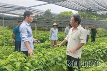 Tiên phong phát triển kinh tế từ vườn ươm lâm nghiệp