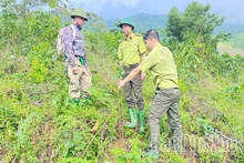 Trồng rừng thay thế, phục hồi hệ sinh thái
