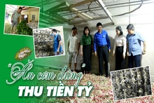 “Ăn cơm đứng” thu tiền tỷ