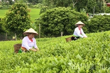Mang vị chè Đất Tổ đi xa
