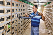 Giữ nghề nuôi rắn hổ mang ở Hải Lựu