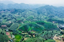 Elevating Tea Plants Linked with Tourism Development
