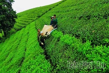 Nâng tầm cây chè gắn với phát triển du lịch