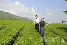 “Rễ siêng” nơi đất khó