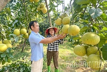 Phú Thọ có trên 100 sản phẩm chủ lực được bảo hộ quyền sở hữu trí tuệ