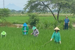 Chủ động phòng, trừ sinh vật gây hại trên lúa Mùa