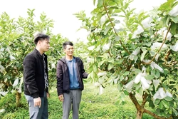 Trợ lực nông dân vượt khó làm giàu