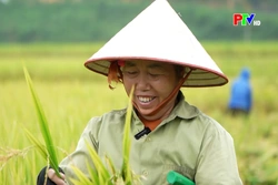 Hương lúa quê nhà