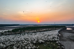 The colossal season of white reeds