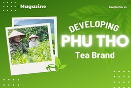 Develop Phu Tho’s tea brand