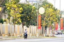 Enjoying the season of tabebuia blooms turning the street corner yellow