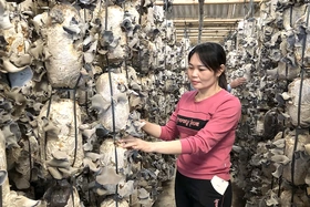 Làm giàu trên đất quê hương